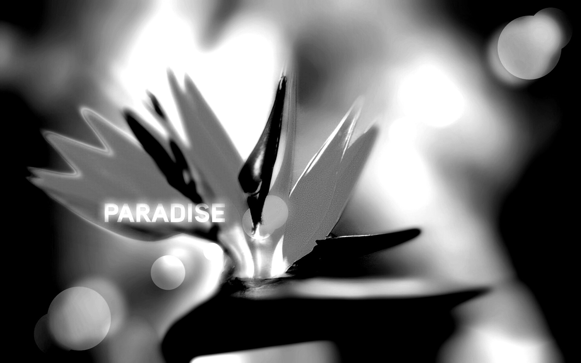 Paradise обои