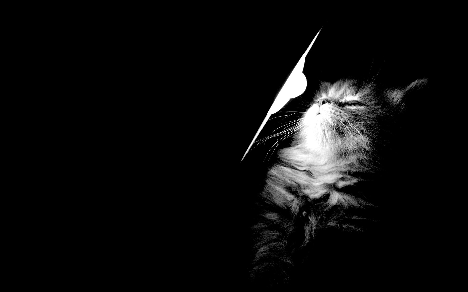 Котя на свету обои