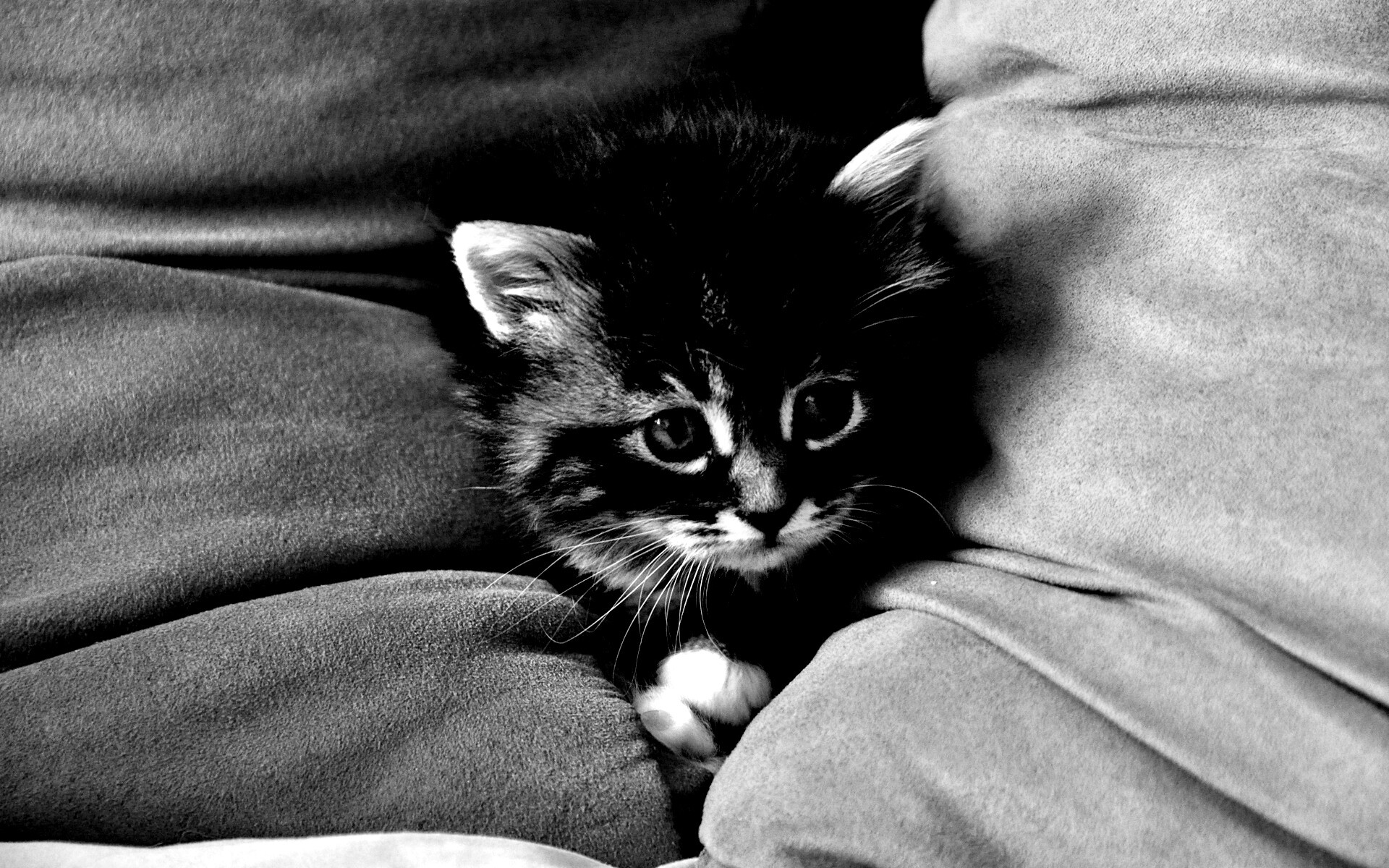 Котенок в подушках обои