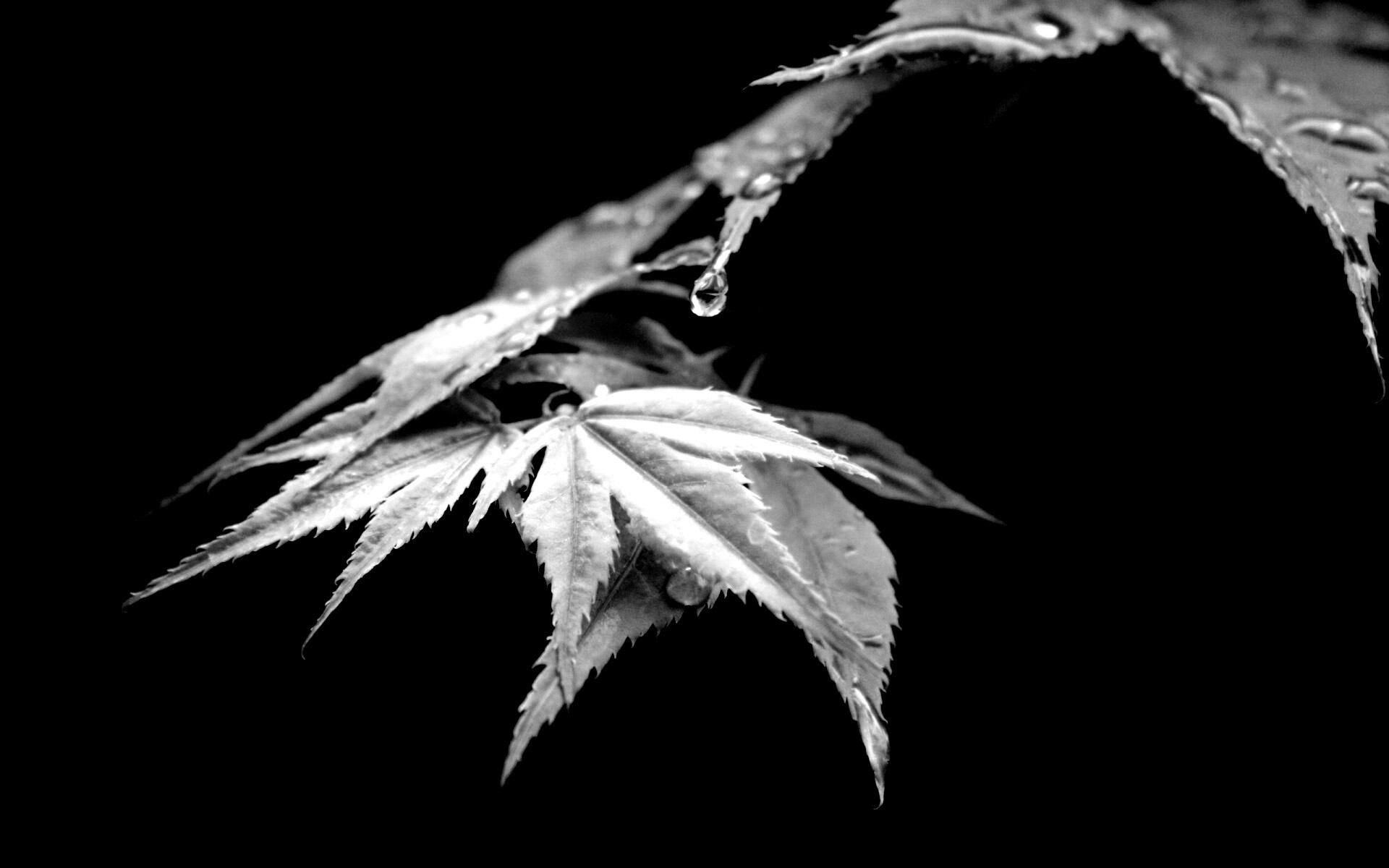 Капля на листе обои