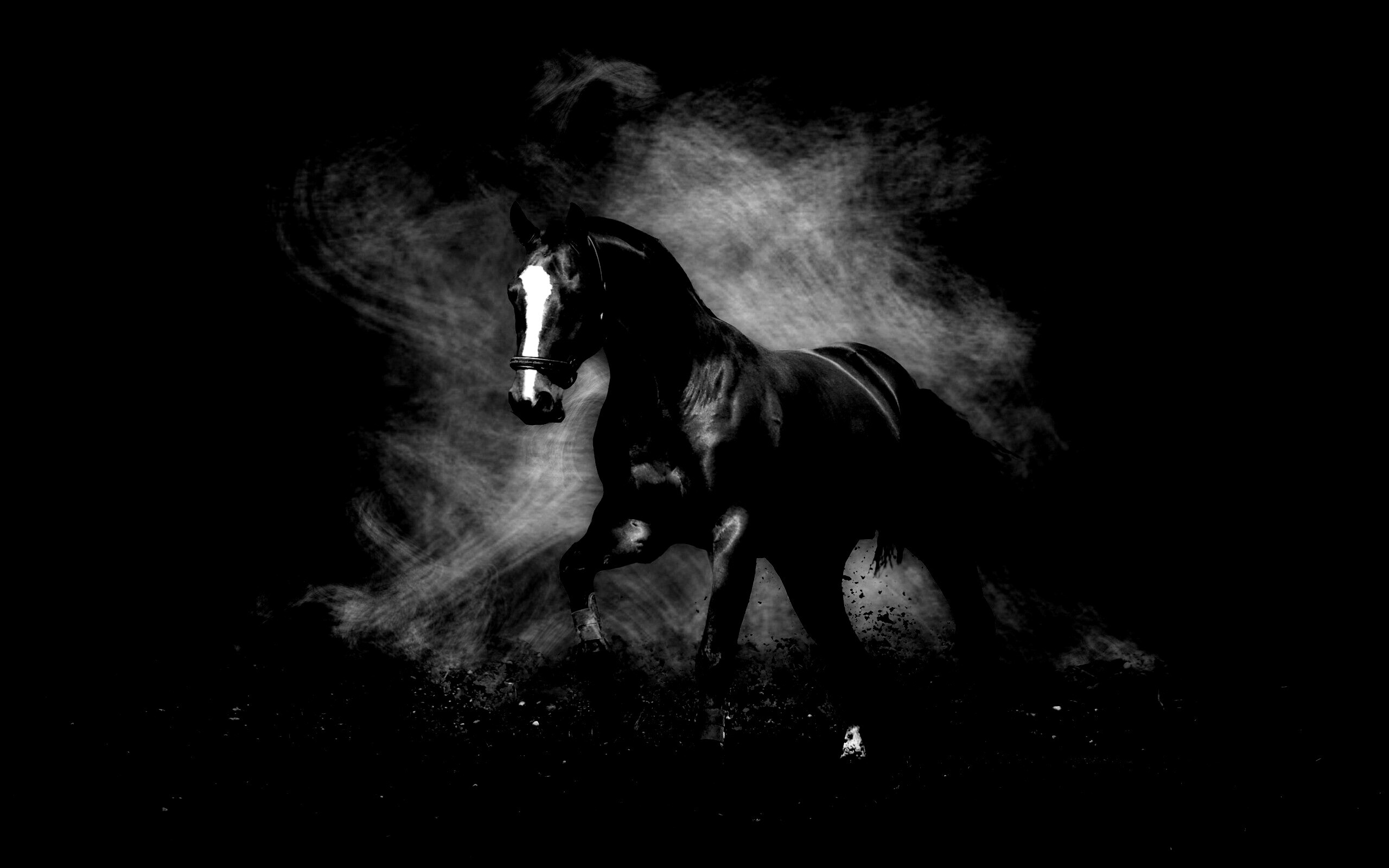 фото лошади на черном фоне
