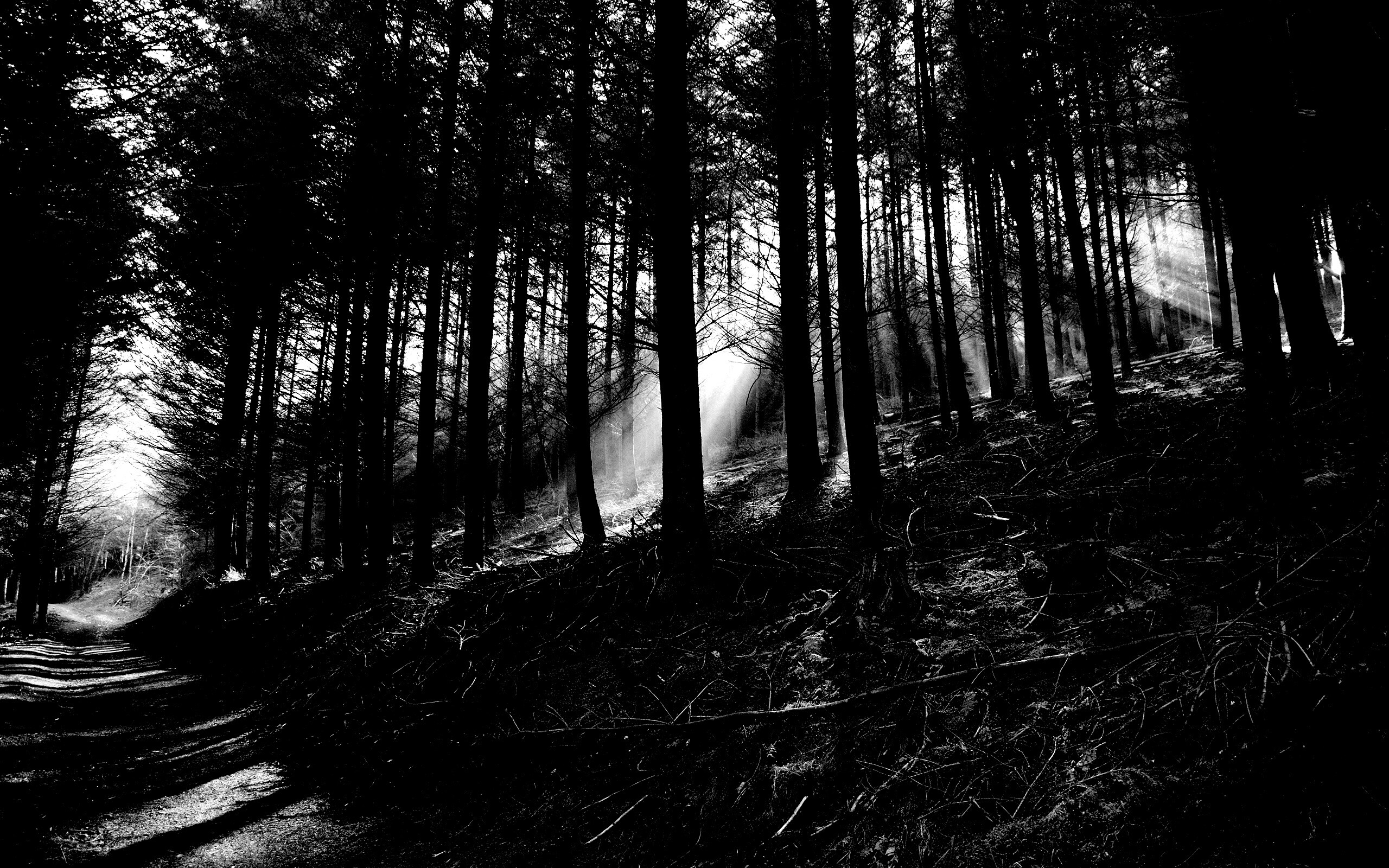 Шварцвальд лес мрачный