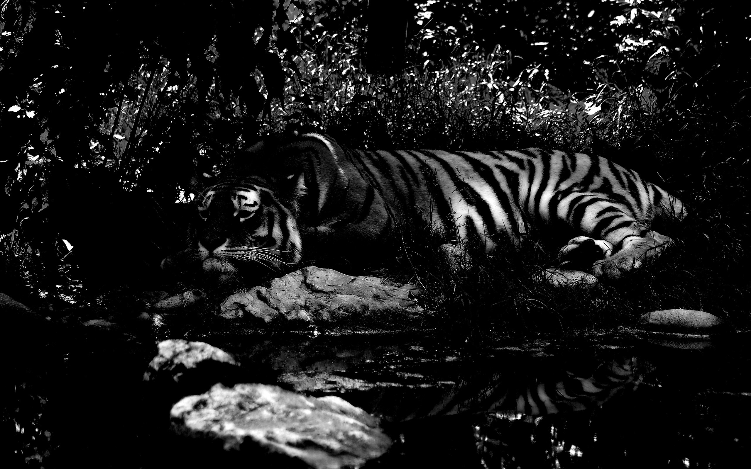 Черный водяной тигр