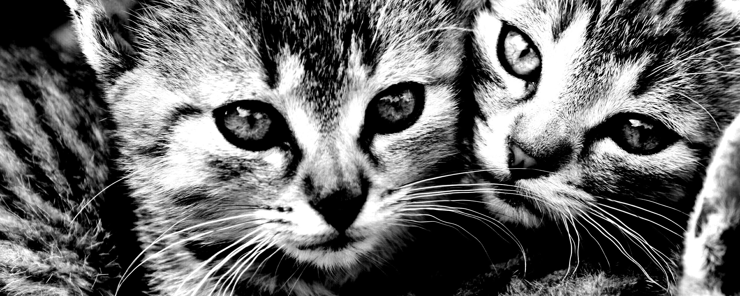 Котята в обнимку обои