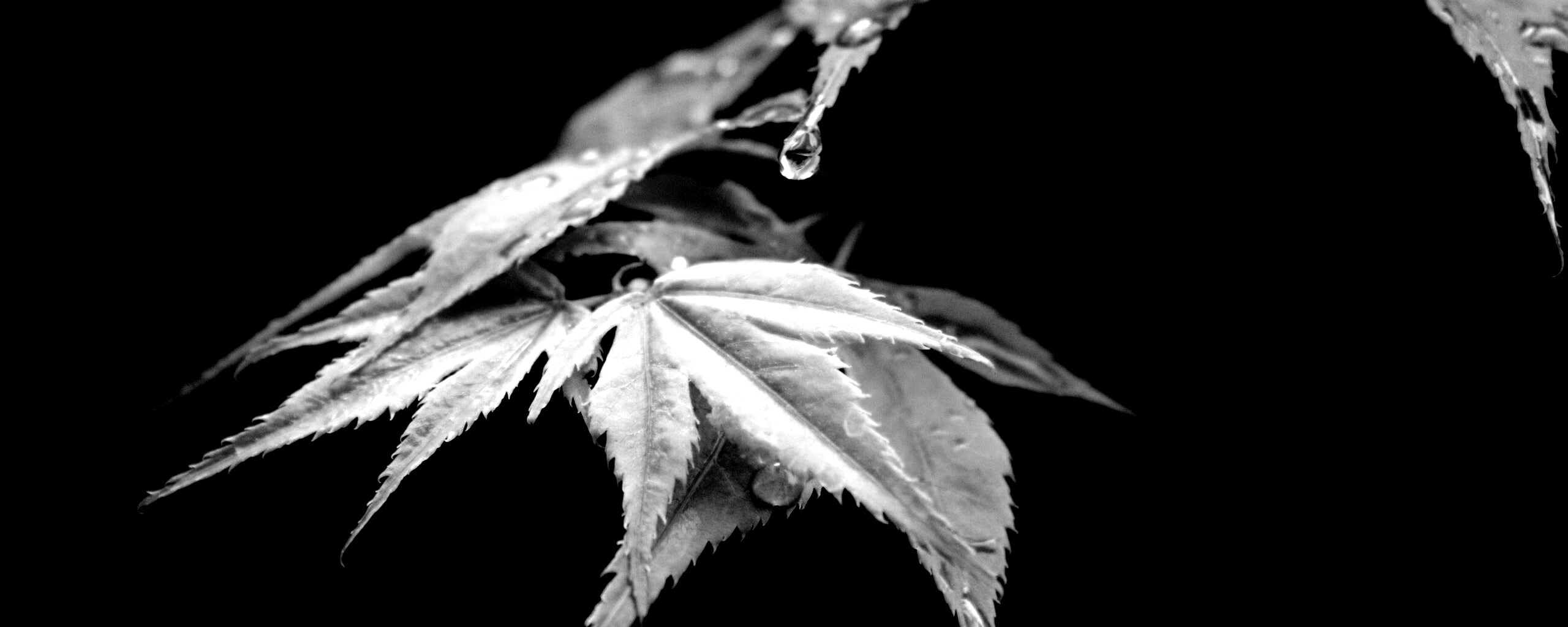 Капля на листе обои