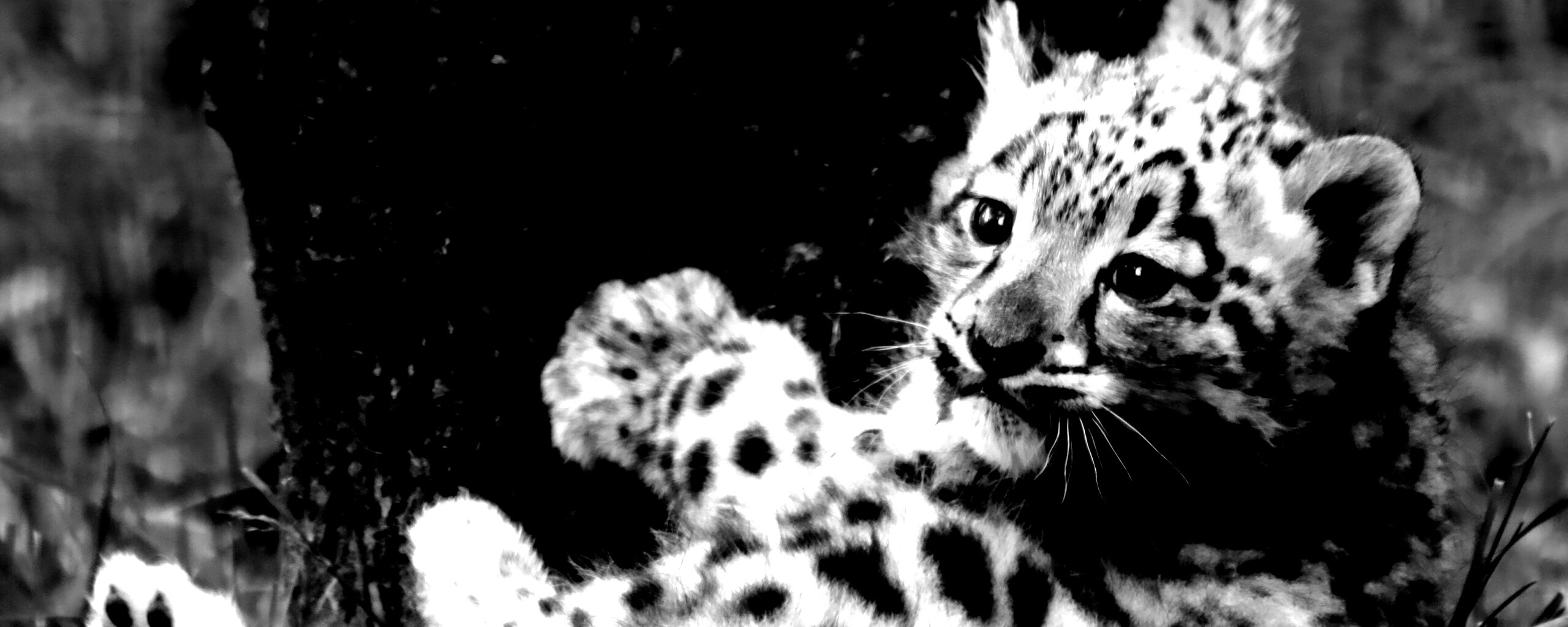 Котенок большой дикой кошки обои