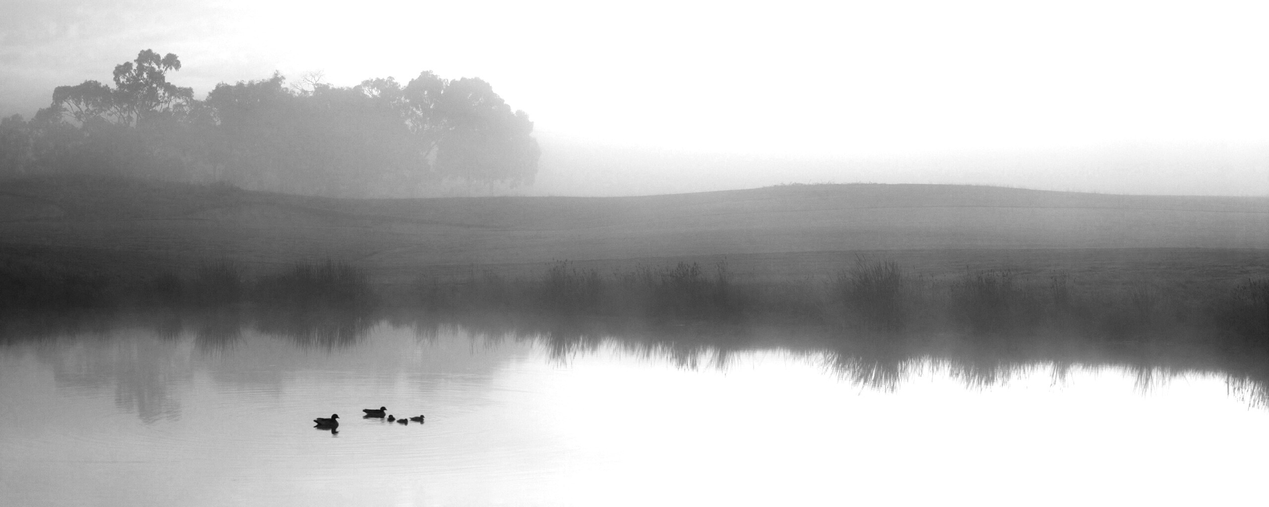 Ducks on a Misty Pond обои