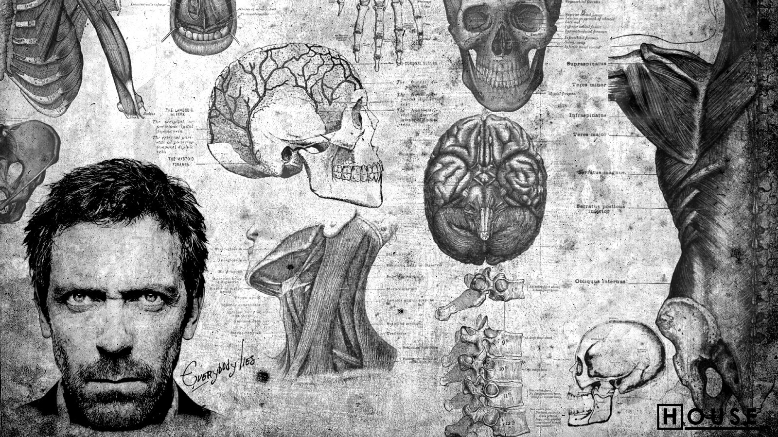 Анатомические рисунки доктора Хауса обои