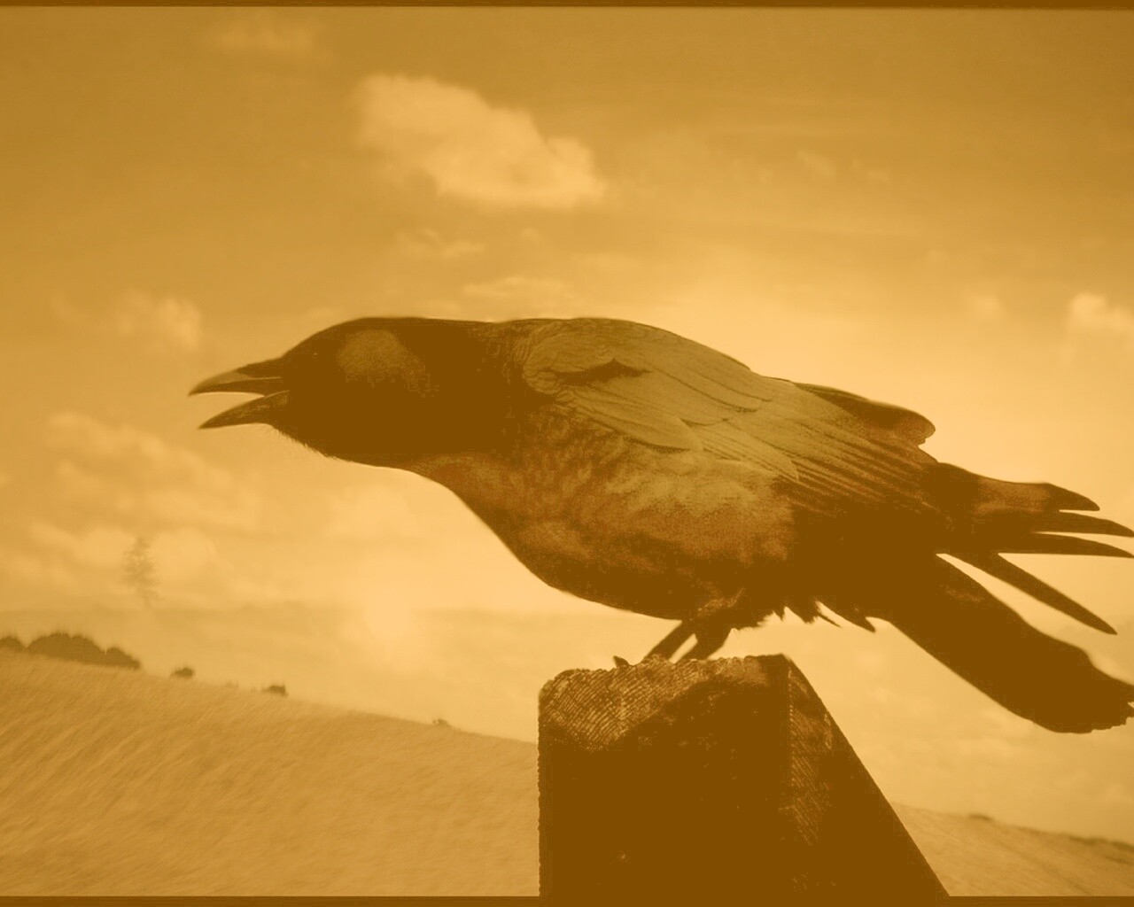 Чёрный ворон обои