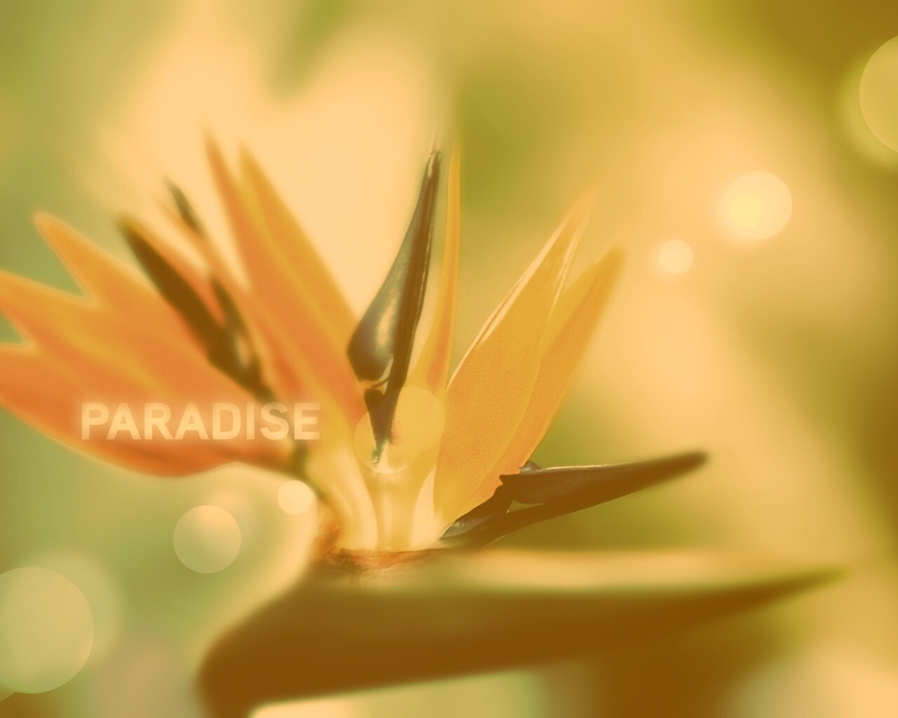 Paradise обои