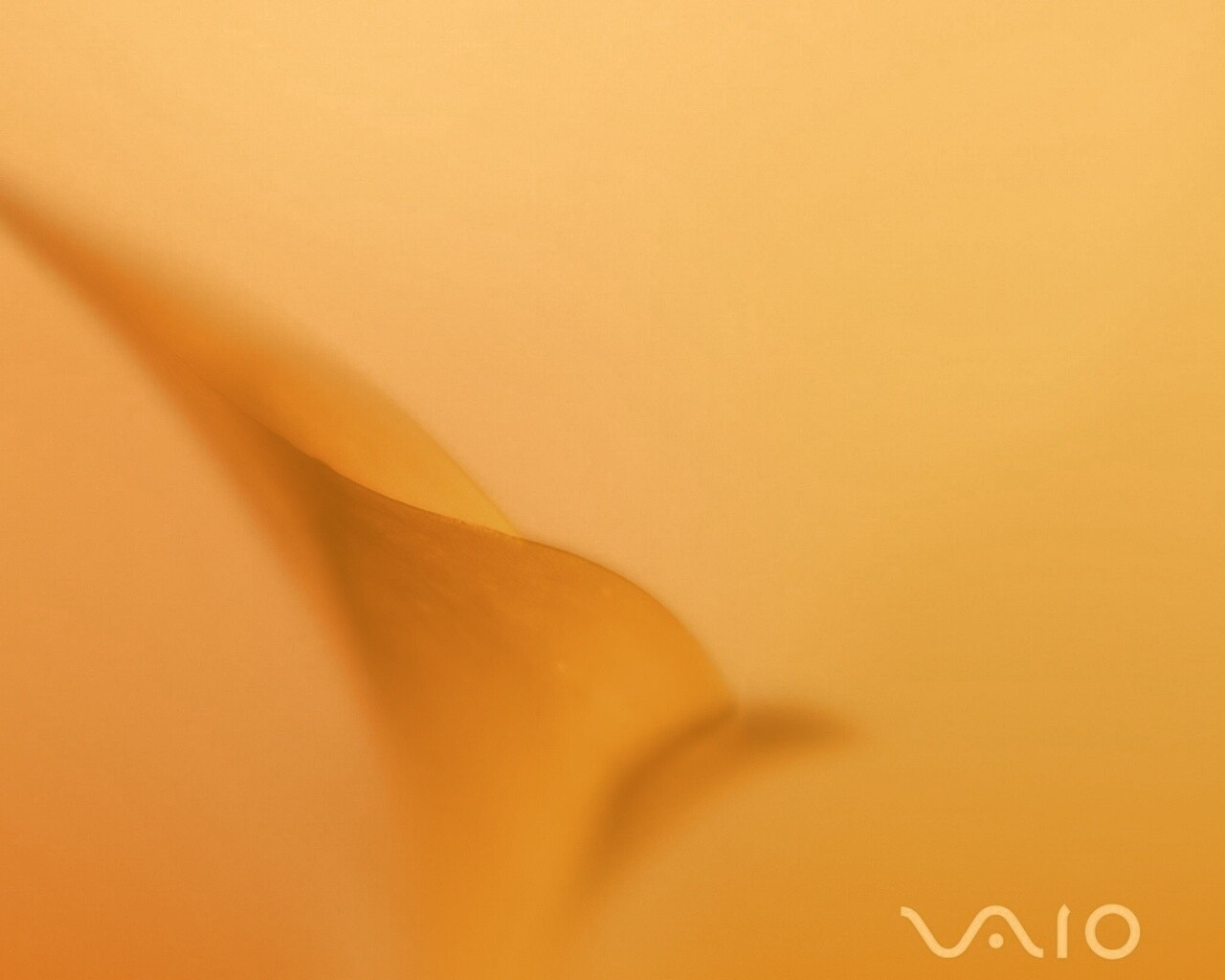 Цветок и логотип Vaio обои