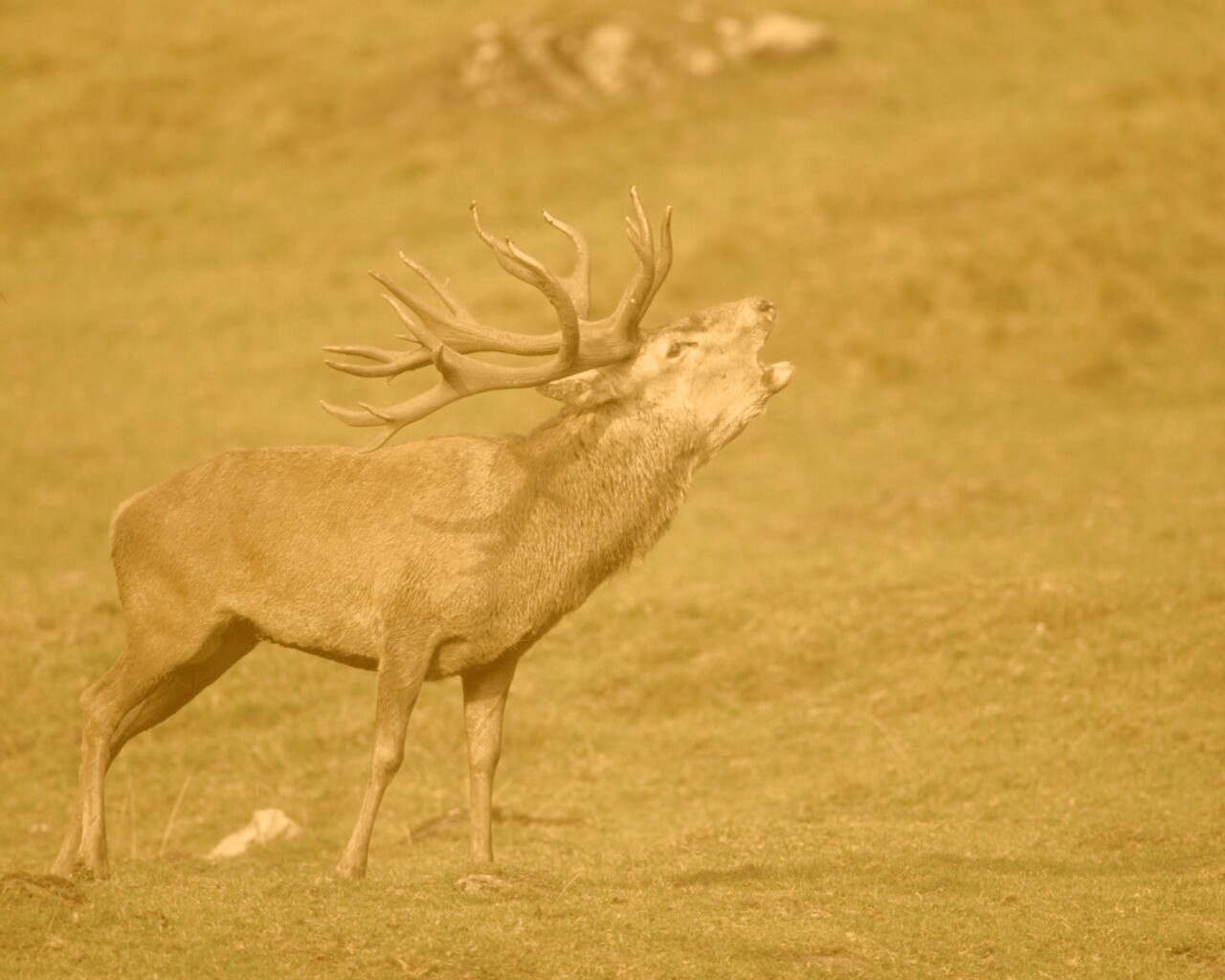 Лось зовёт сородичей обои