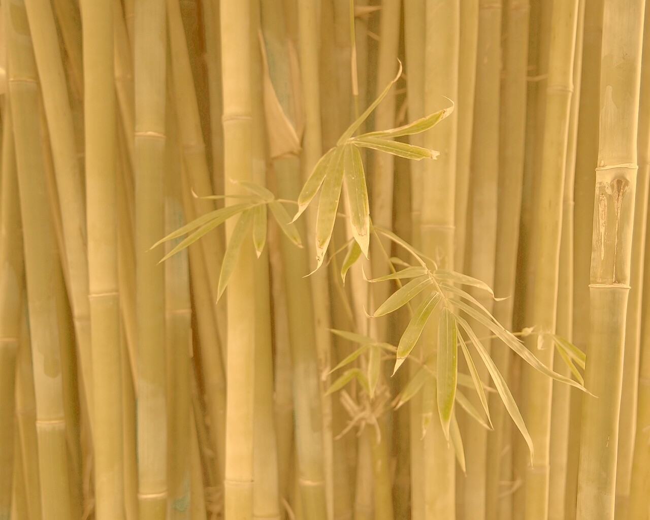 Бамбук полотно для стен