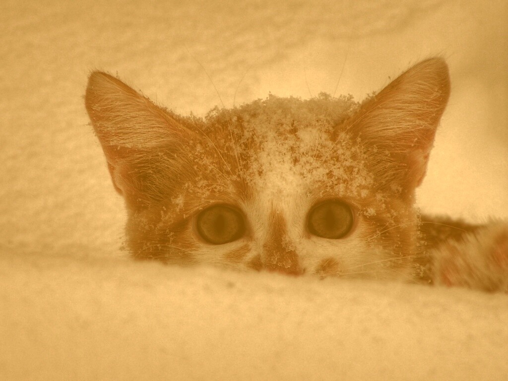 Рыжий котёнок в снегу обои