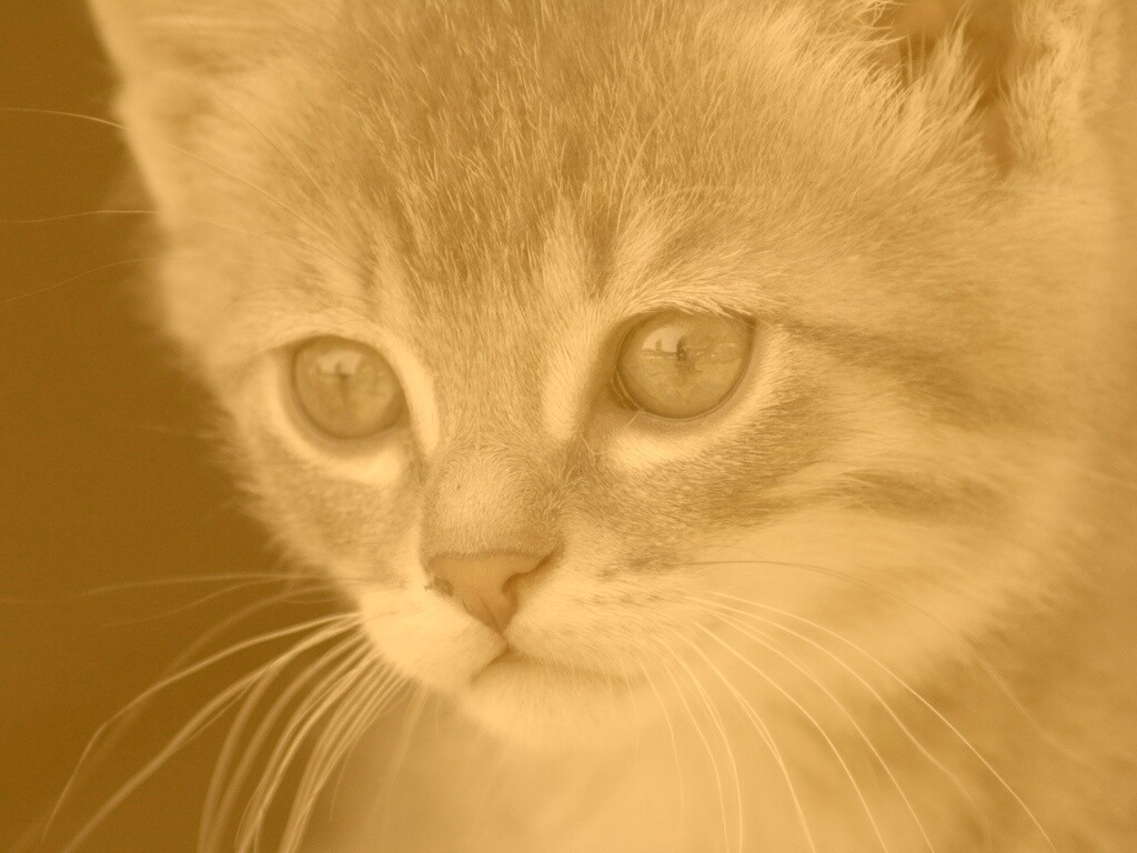 Мордочка котёнка обои