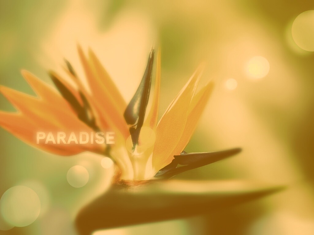 Paradise обои