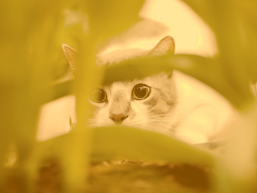 Кот в засаде обои