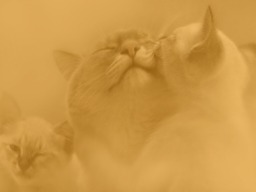 Котята с мамой обои