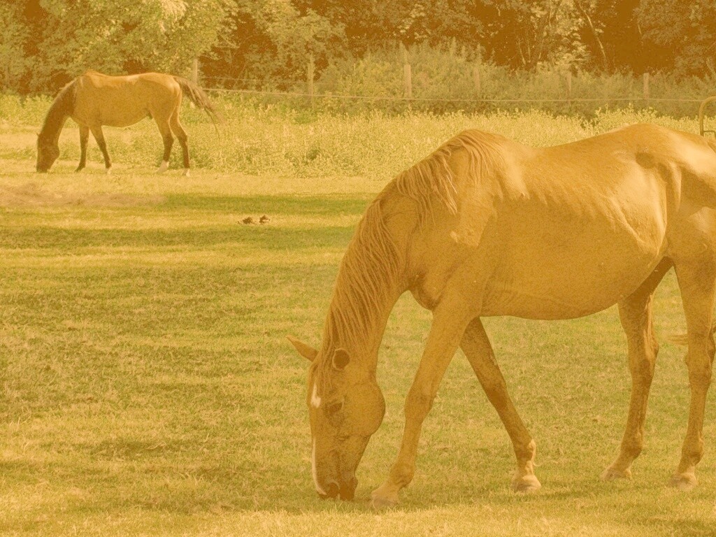 Лошади обои