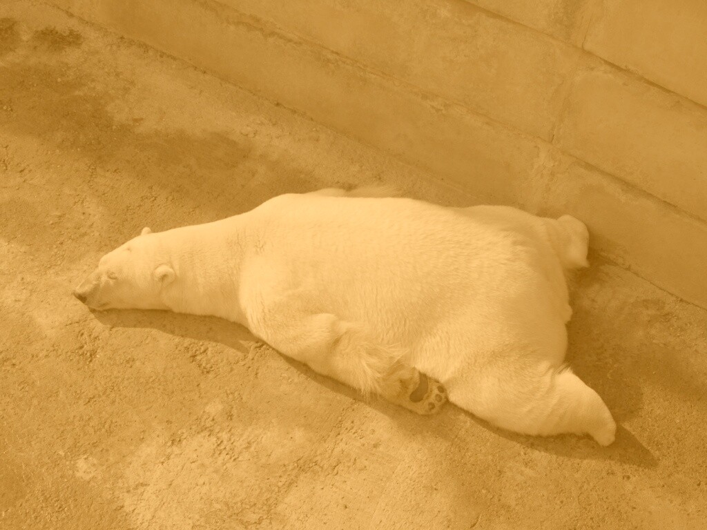 Мы можем их спасти обои