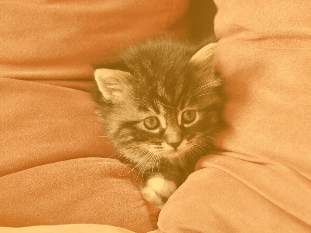 Котенок в подушках обои