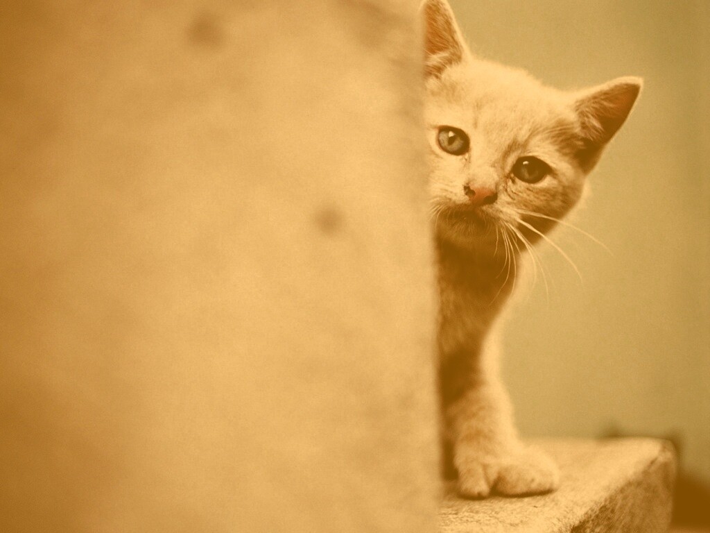Котик из-за угла обои