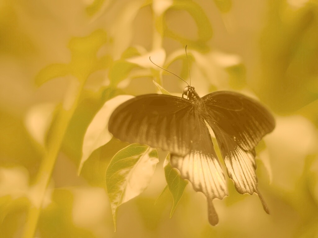 Бабочка с чёрно-белыми крыльями обои