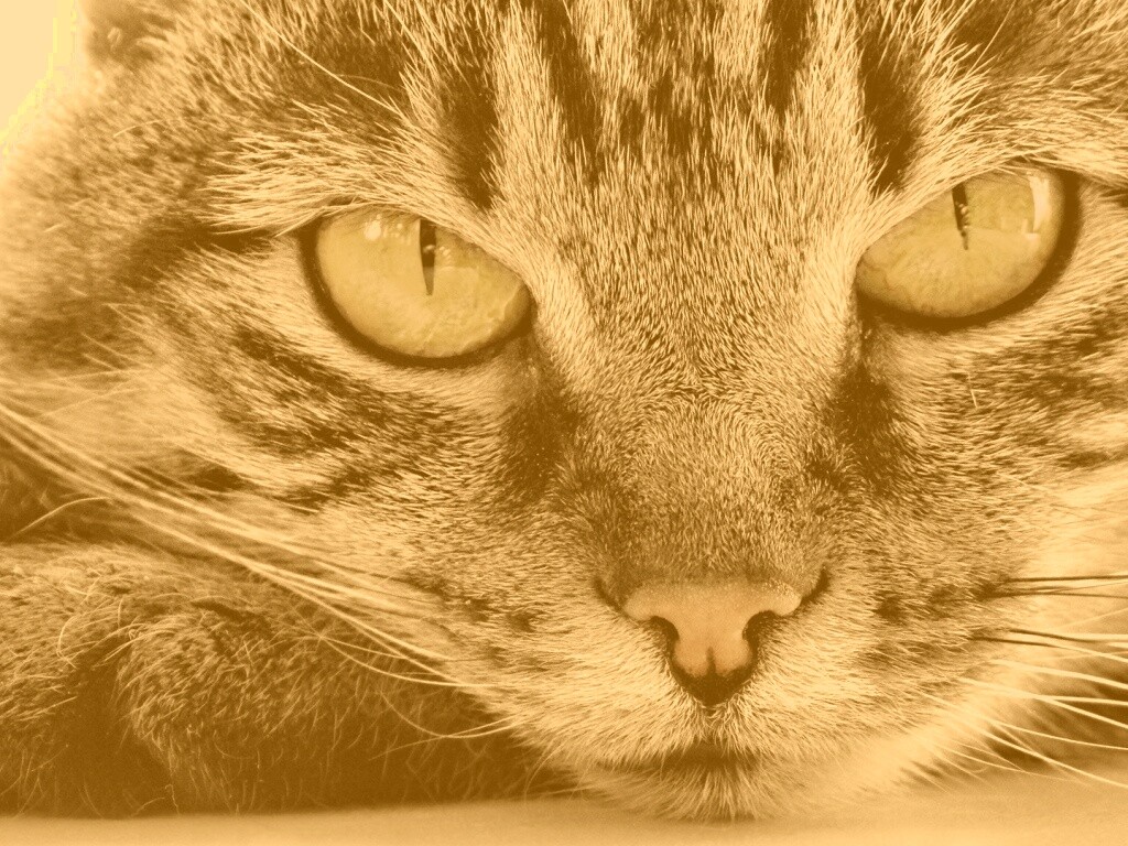 Пристальный кошачий взгляд обои
