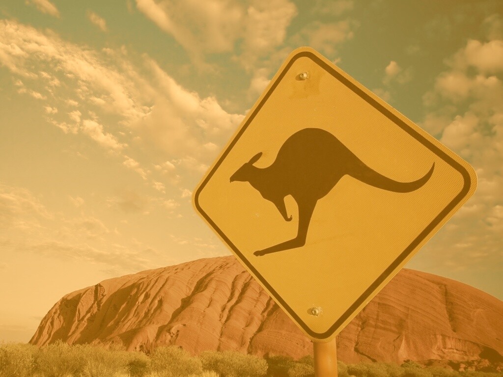 Осторожно, кенгуру! обои