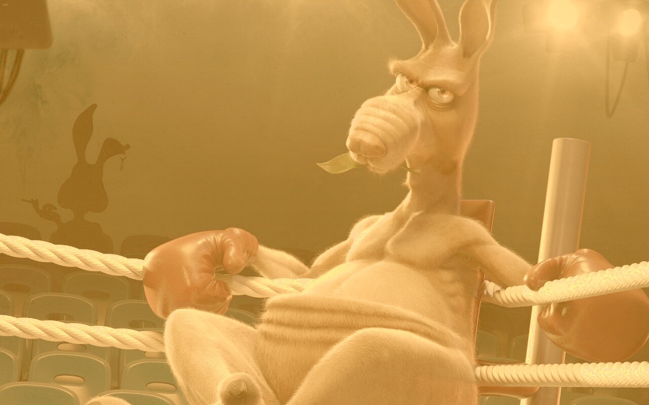 Кенгуру-боксер на ринге обои