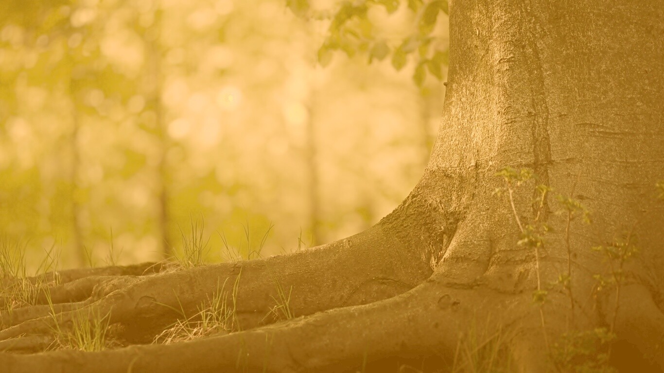 Корни дерева обои