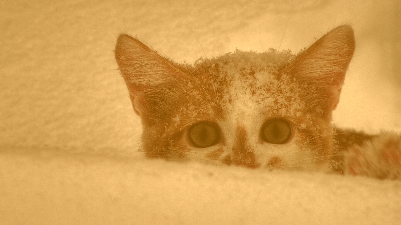 Рыжий котёнок в снегу обои