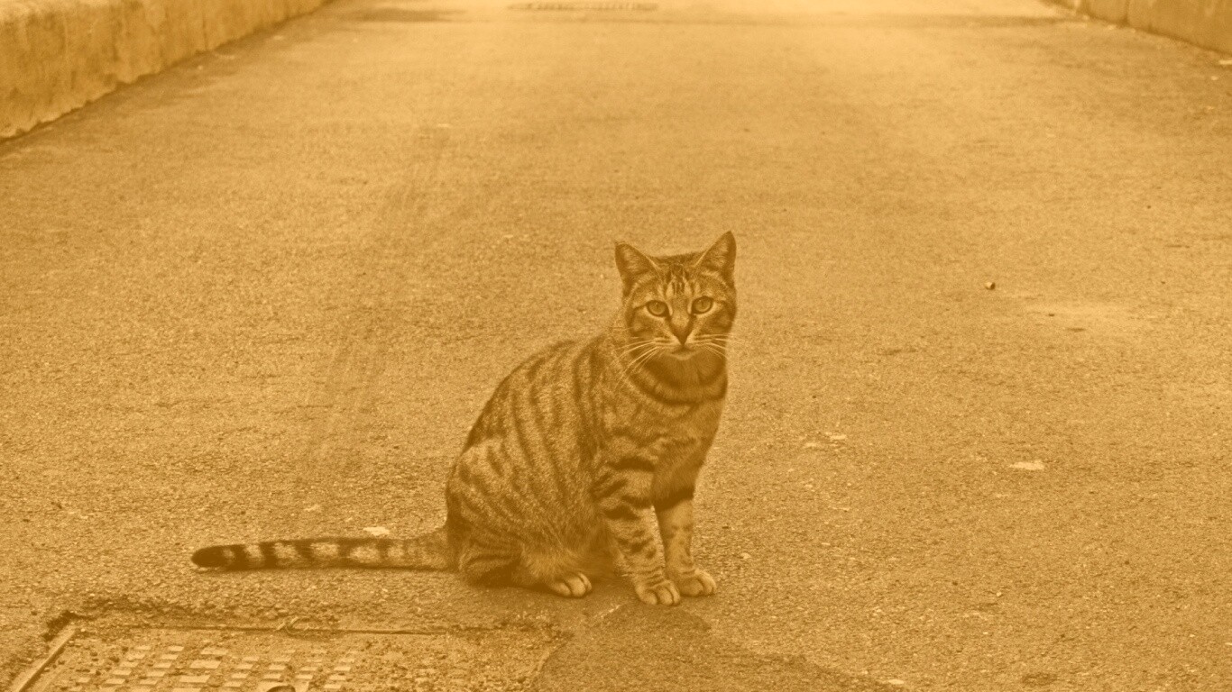 Бездомный котик обои