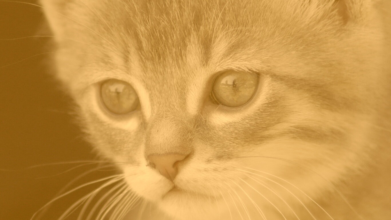 Мордочка котёнка обои