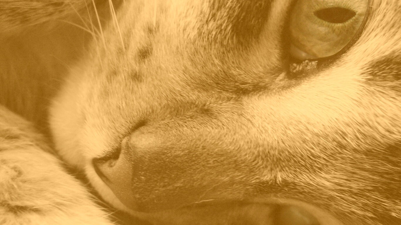 Мордашка кота крупным планом обои