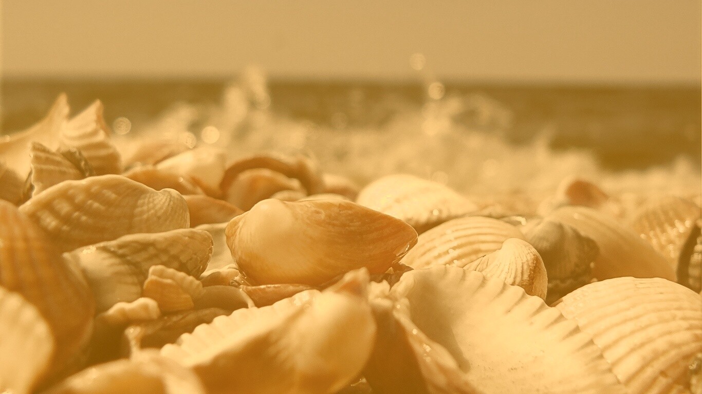 Морские ракушки обои
