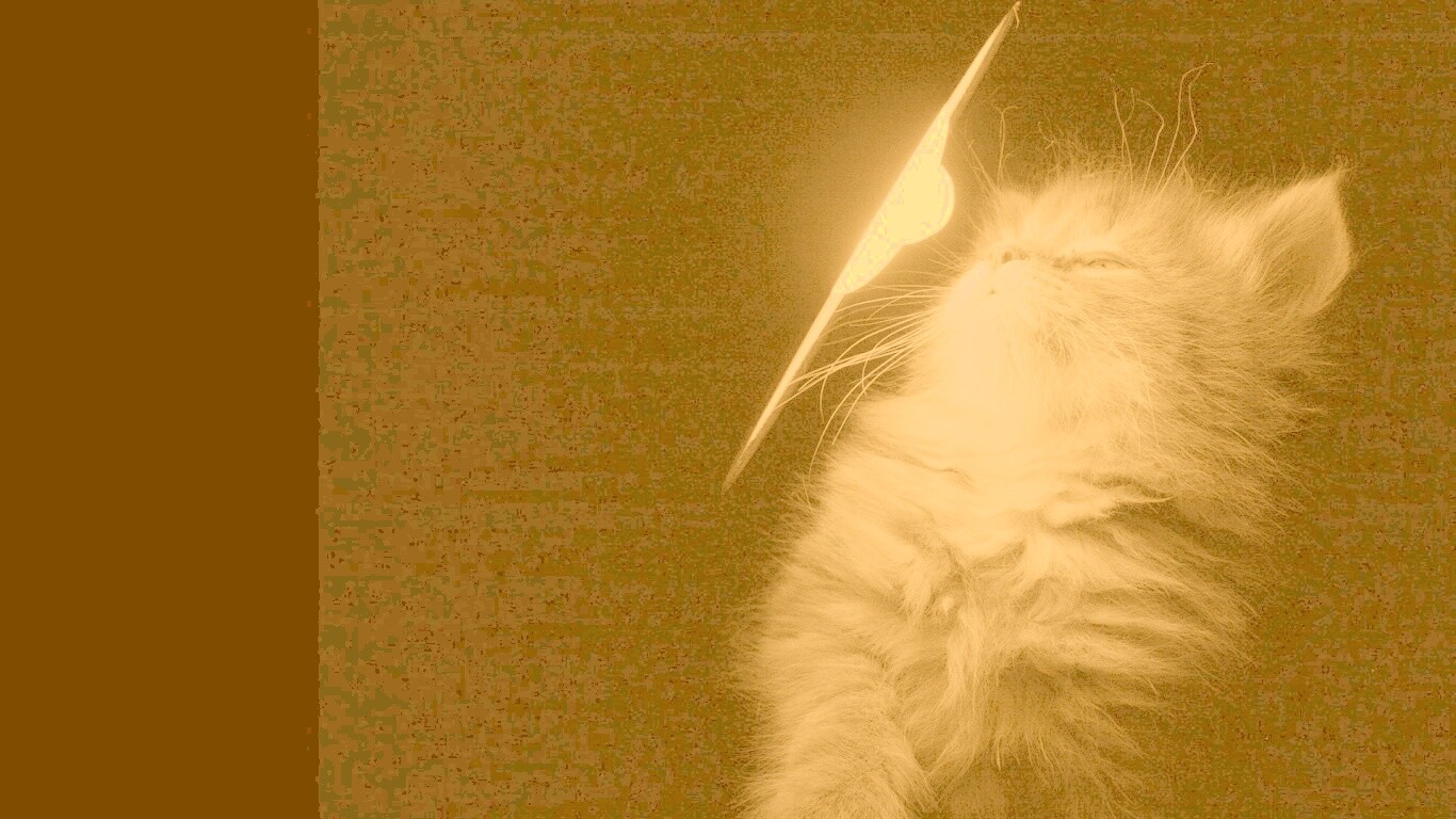 Котя на свету обои