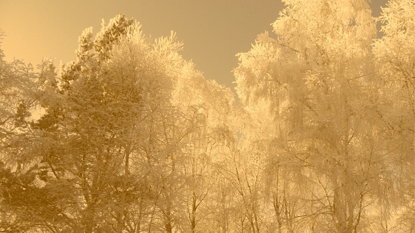 Замерзший лес обои