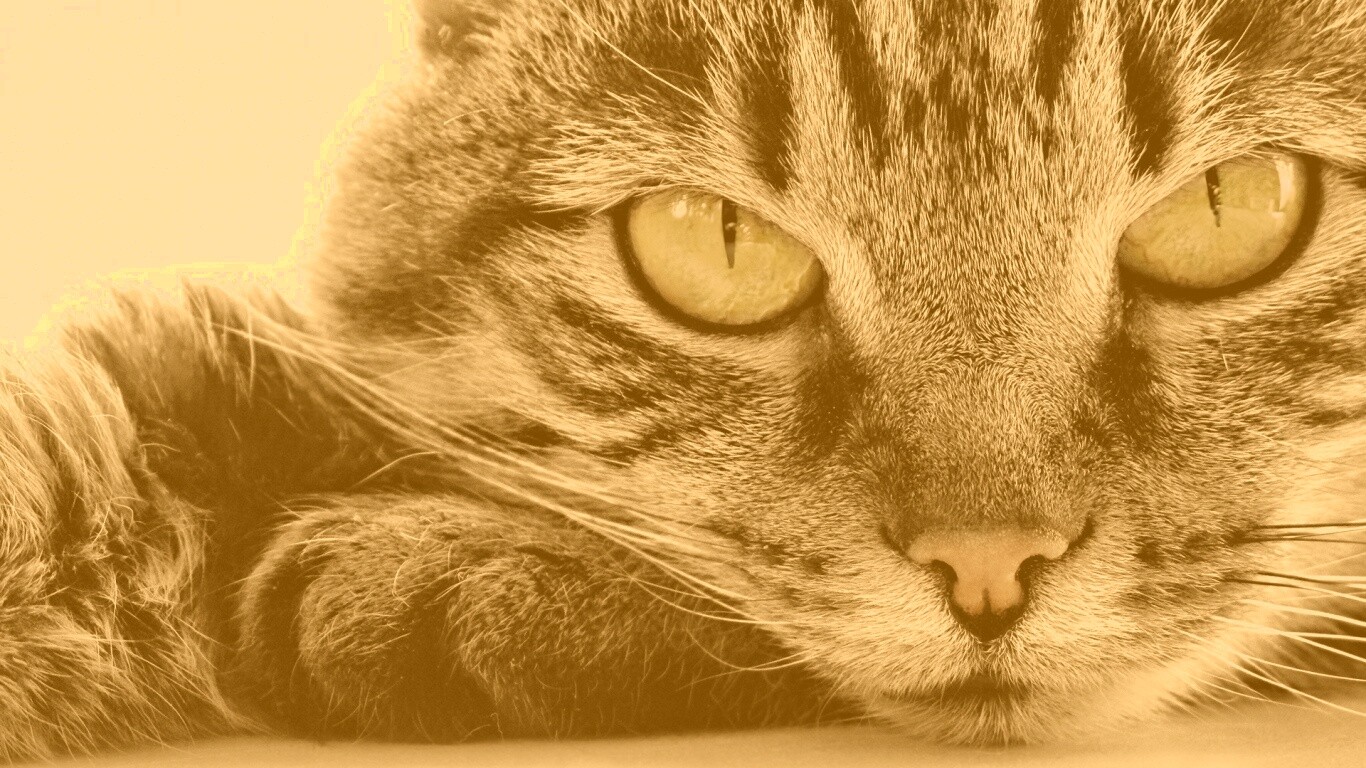 Пристальный кошачий взгляд обои