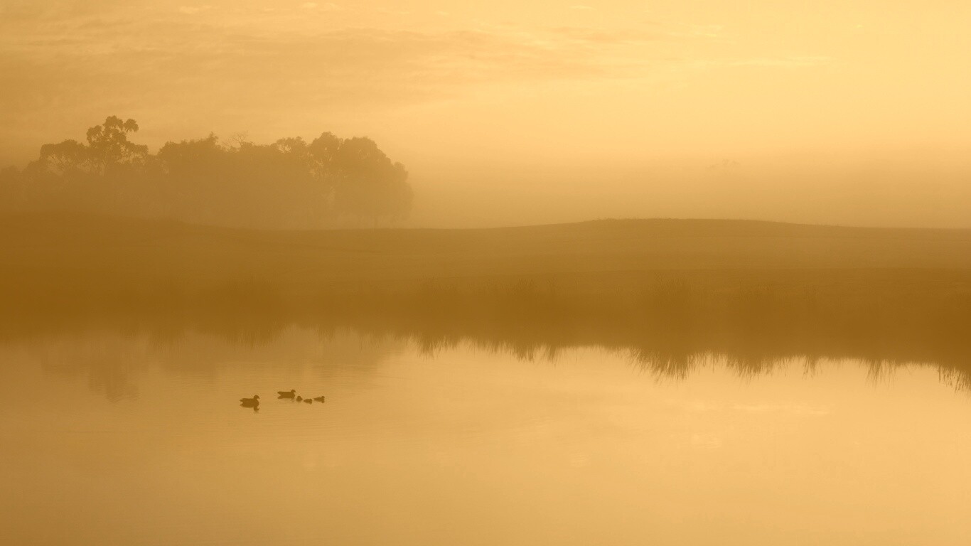 Ducks on a Misty Pond обои