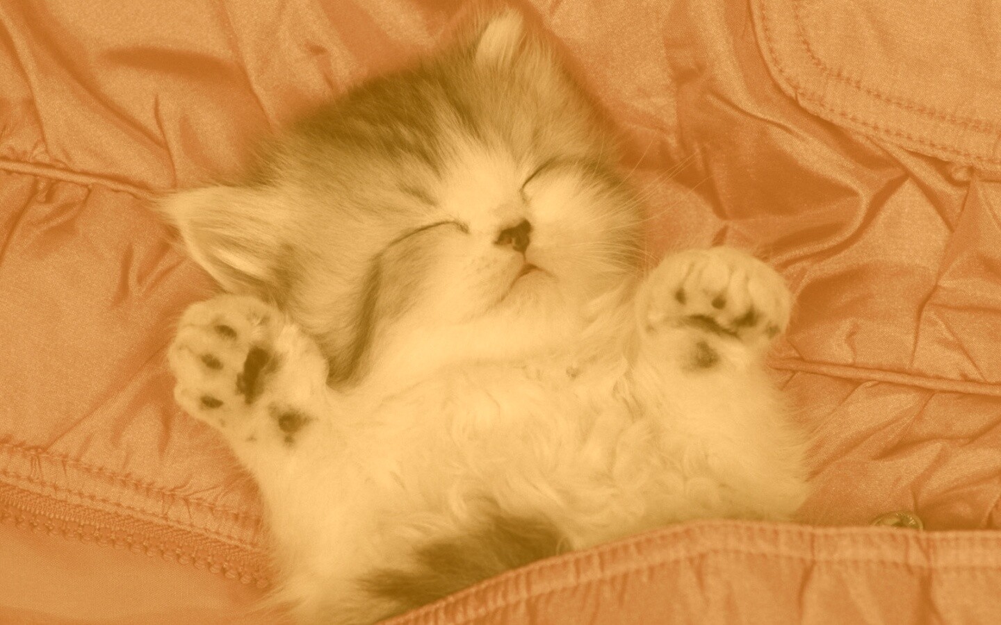 Котенок на розовой куртке обои