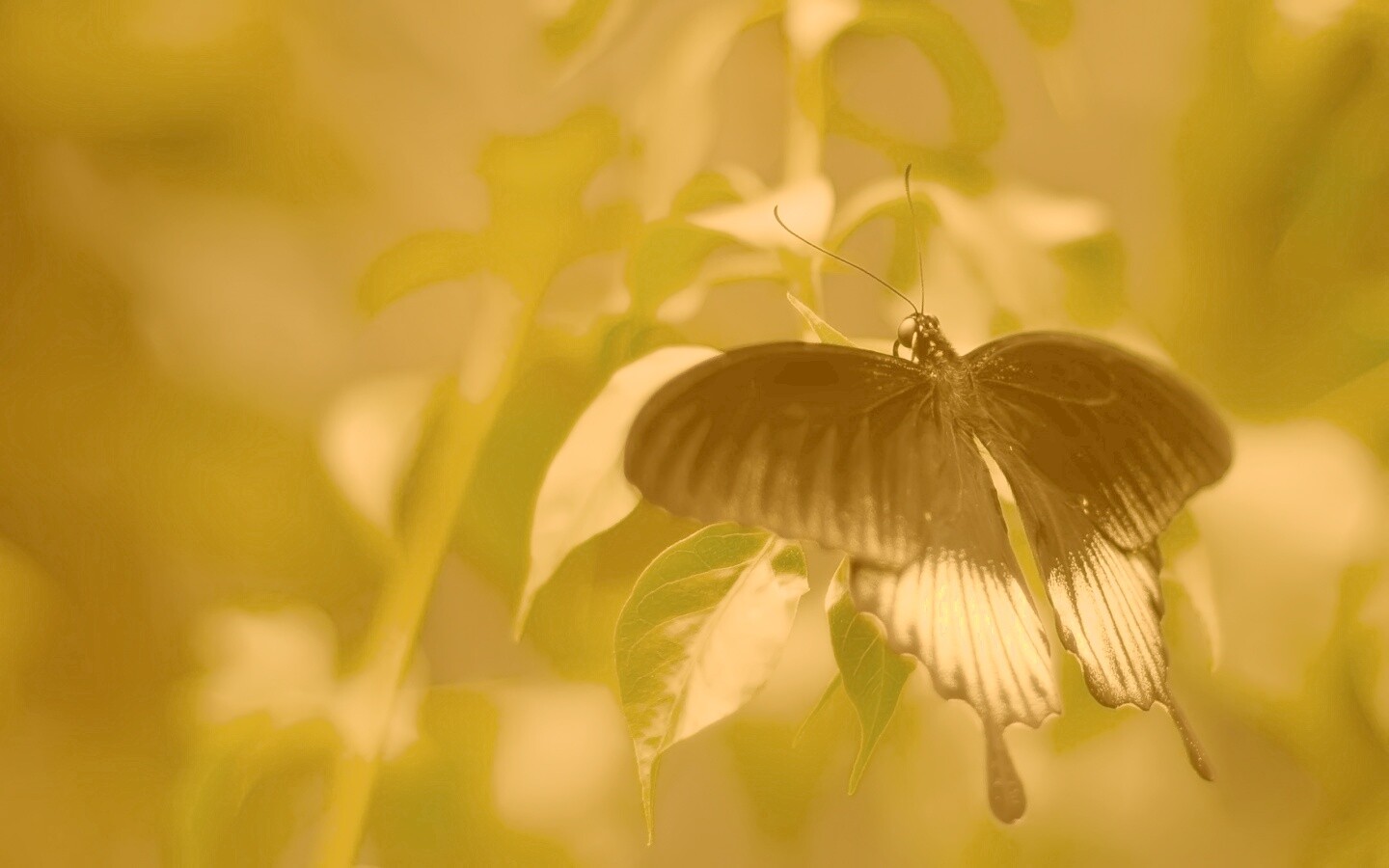 Бабочка с чёрно-белыми крыльями обои