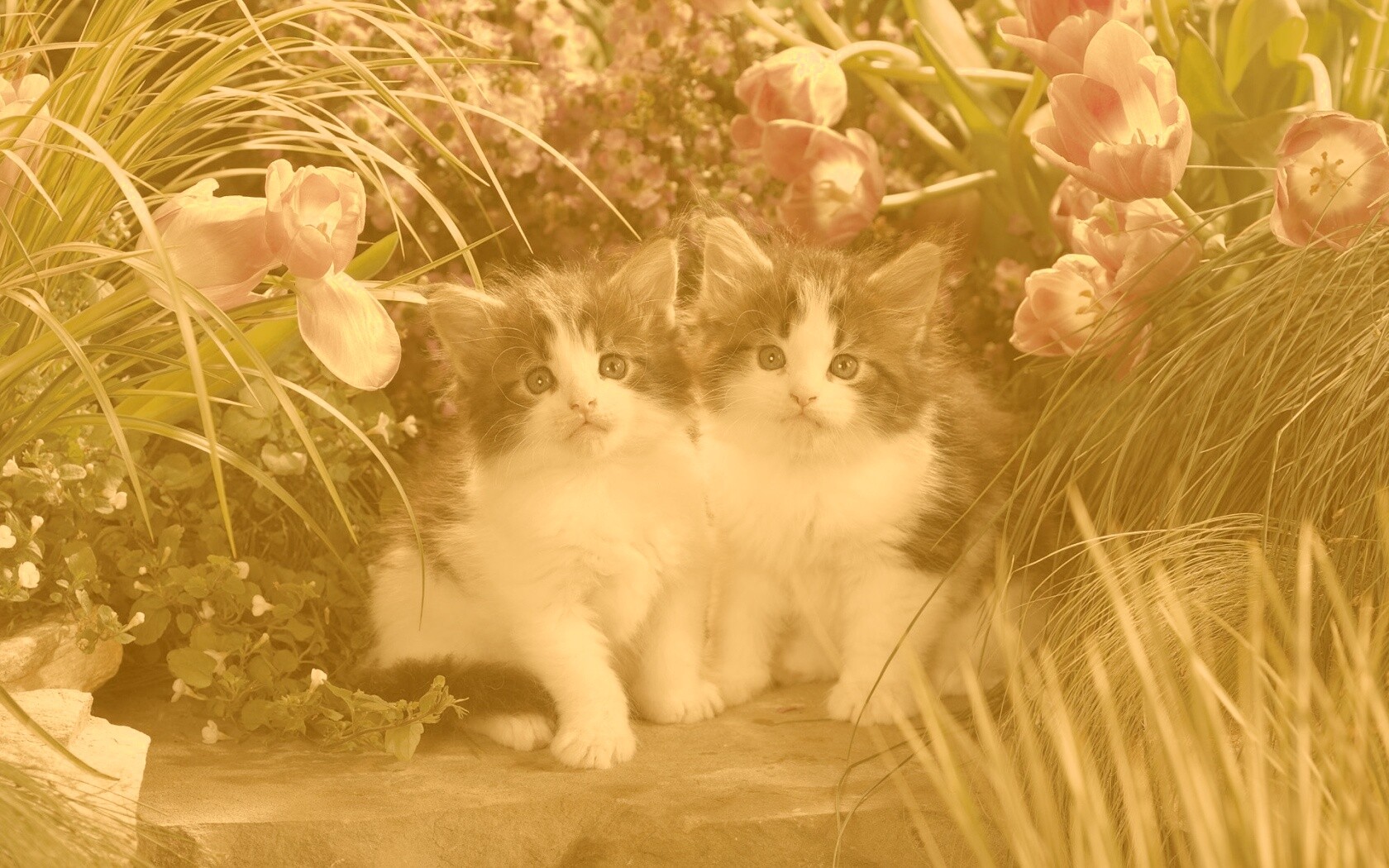 Котята в цветах обои