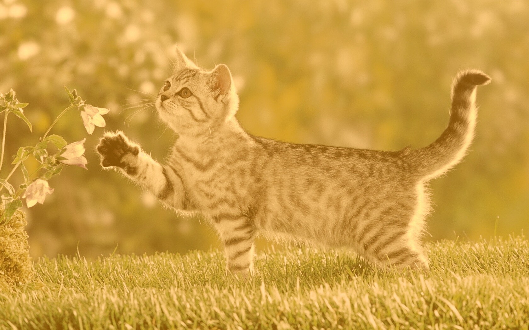 Котенок играет с цветами обои