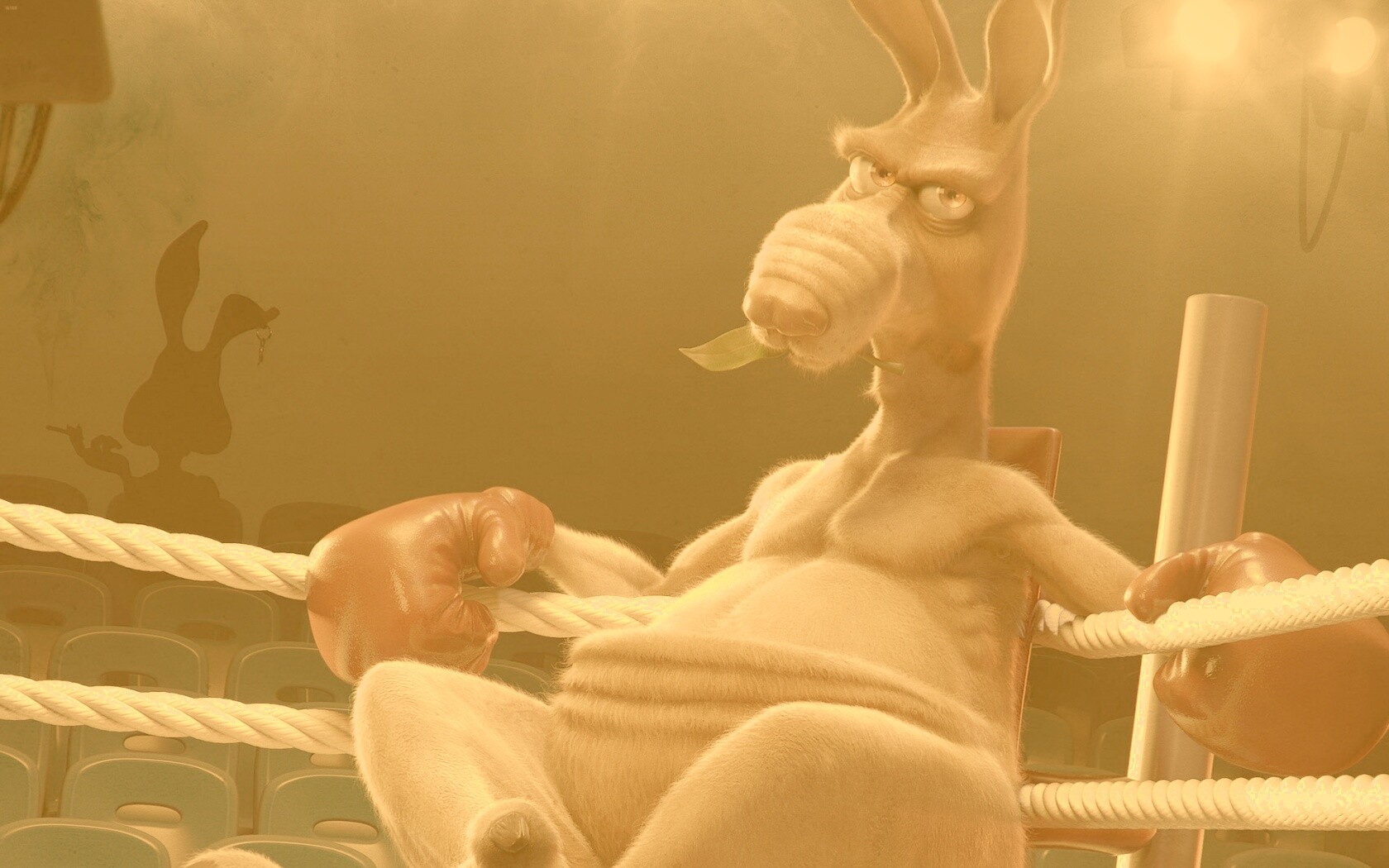 Кенгуру-боксер на ринге обои