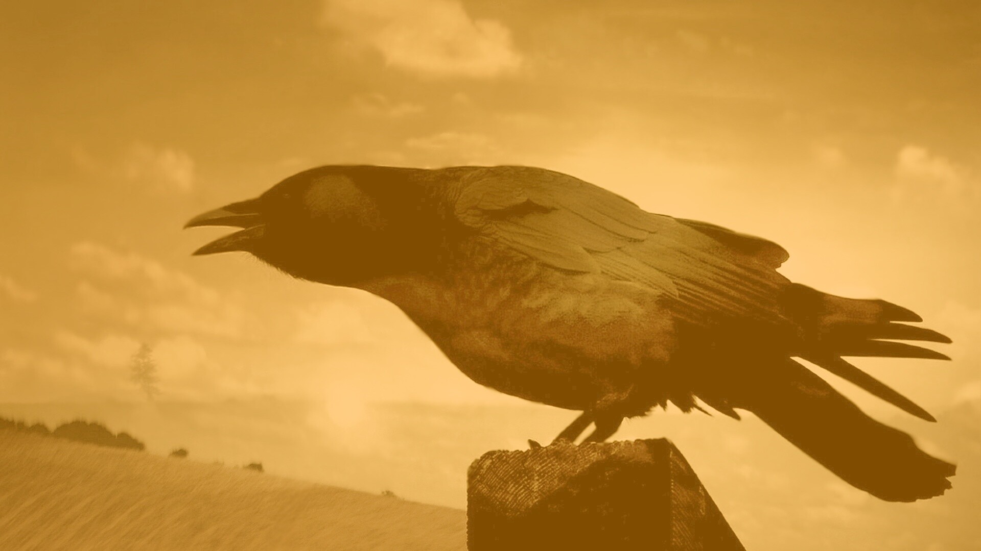 Чёрный ворон обои