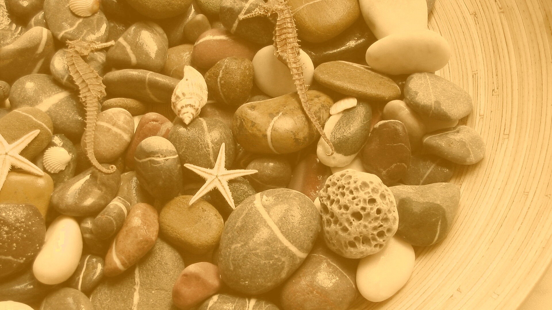 Морские камешки и фауна обои
