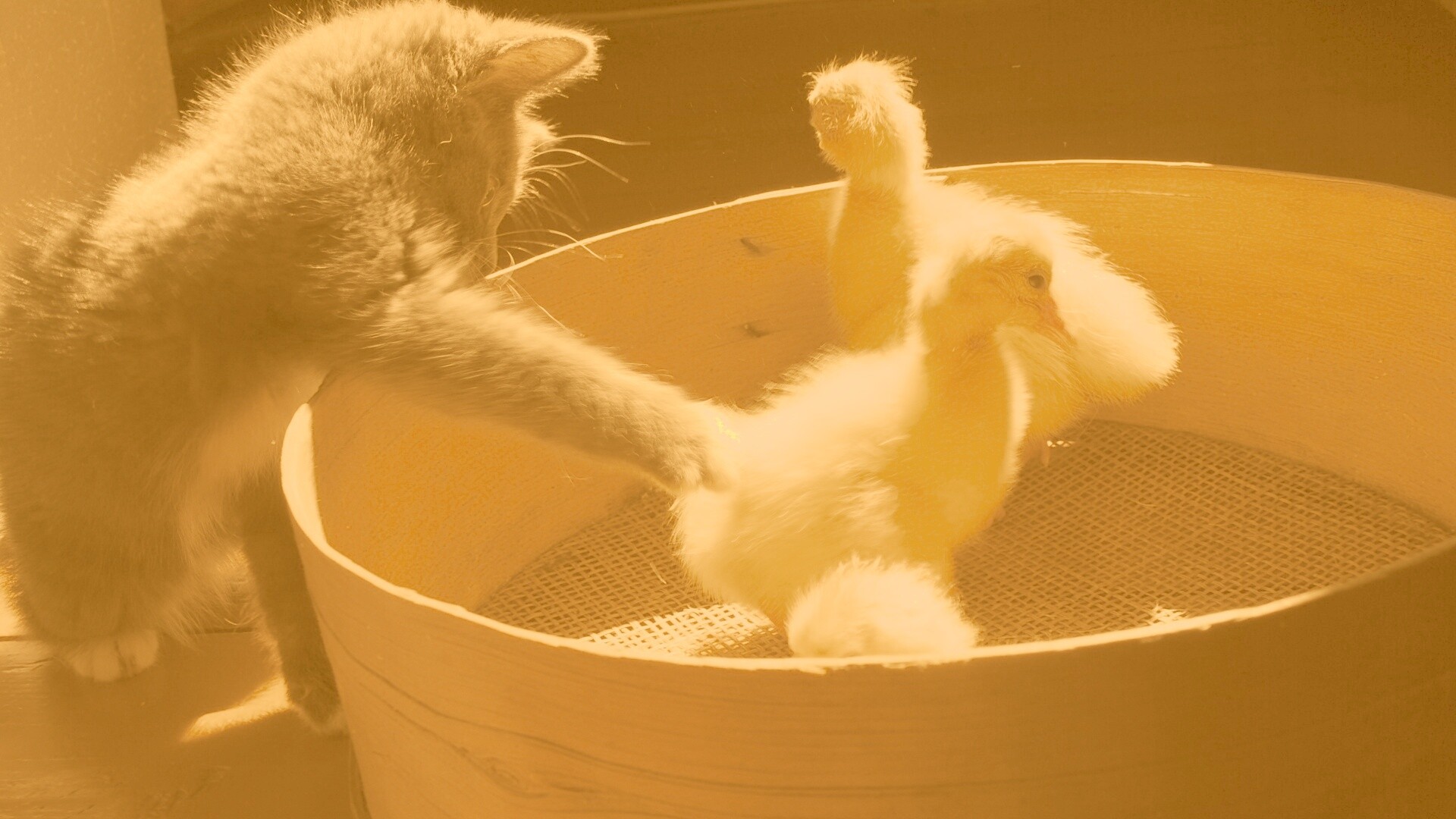 Котенок играет с утятами обои