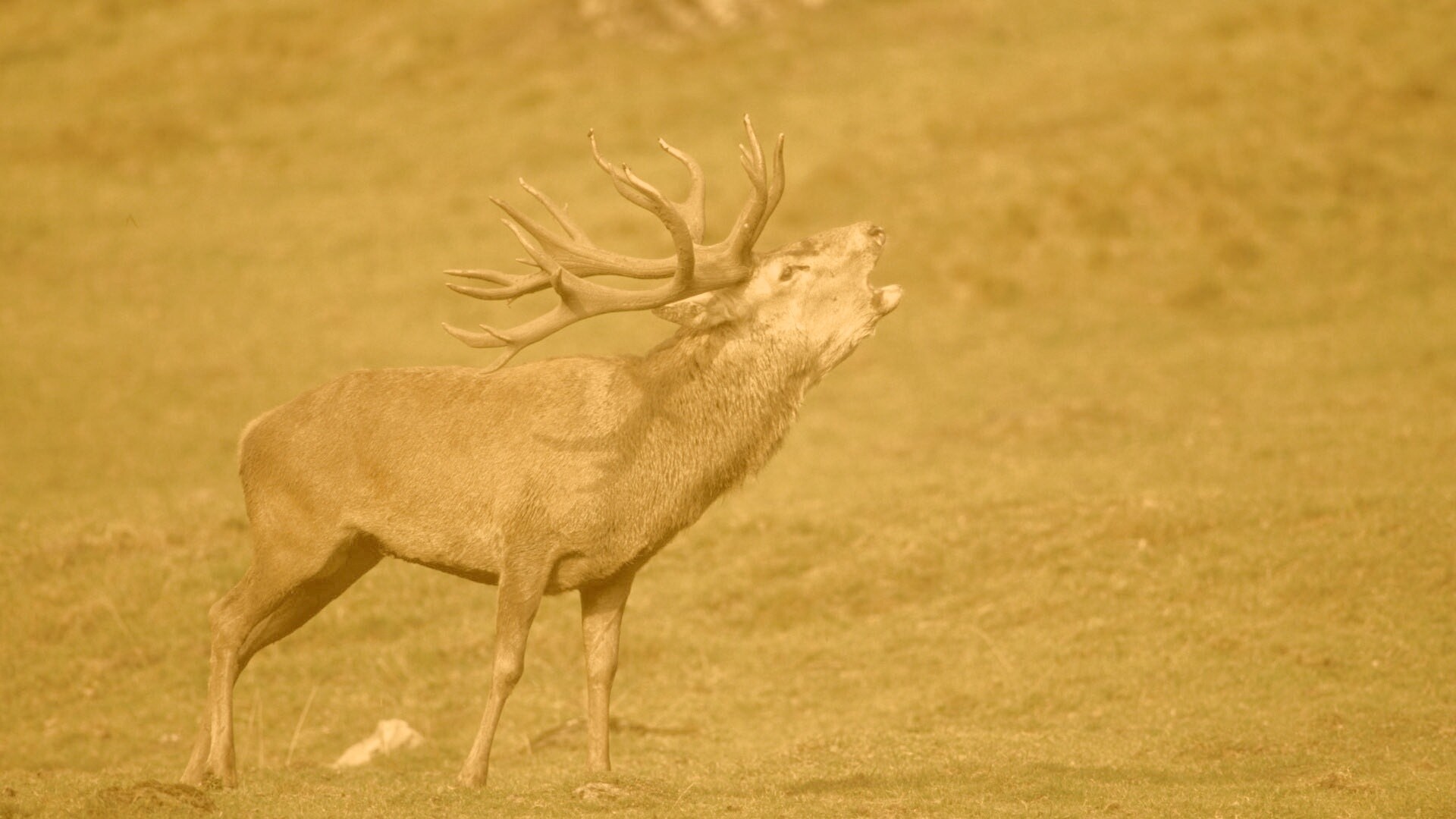 Лось зовёт сородичей обои