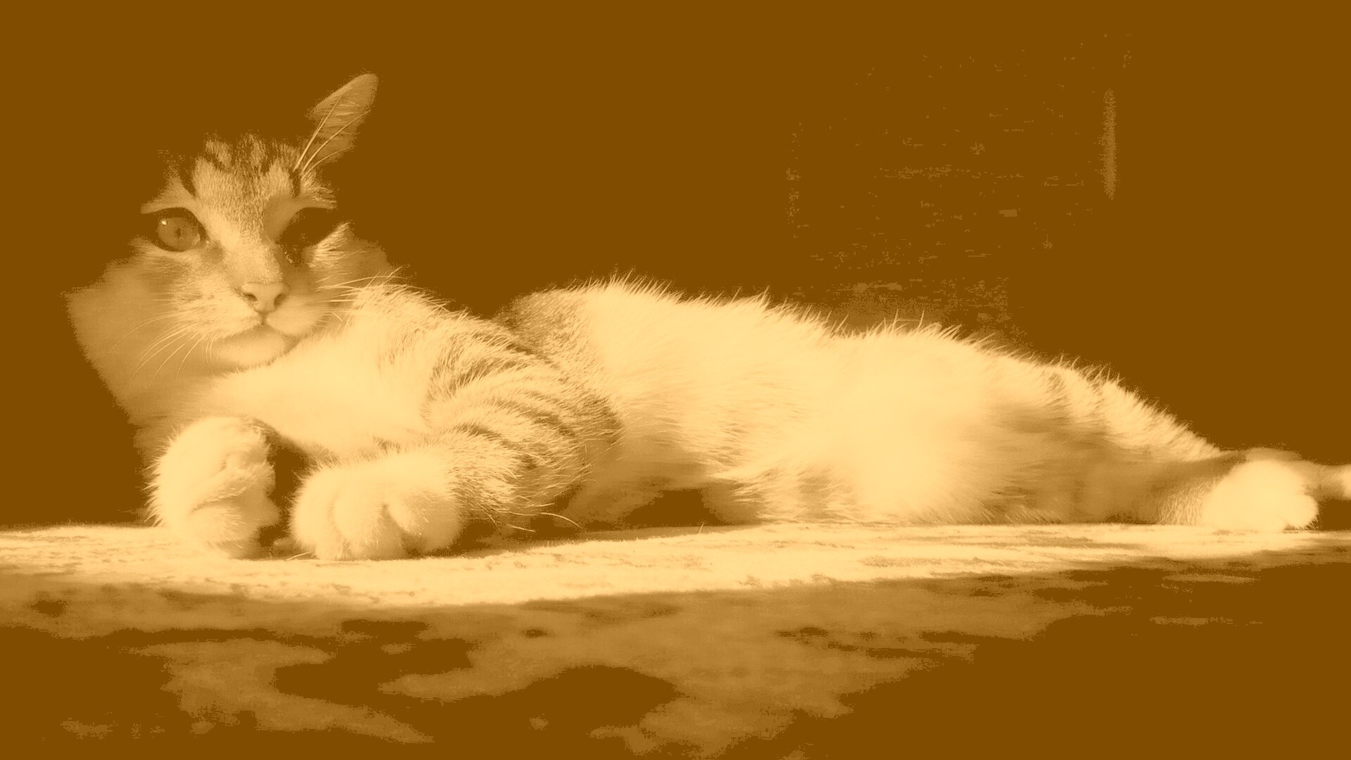 Котик в тени обои